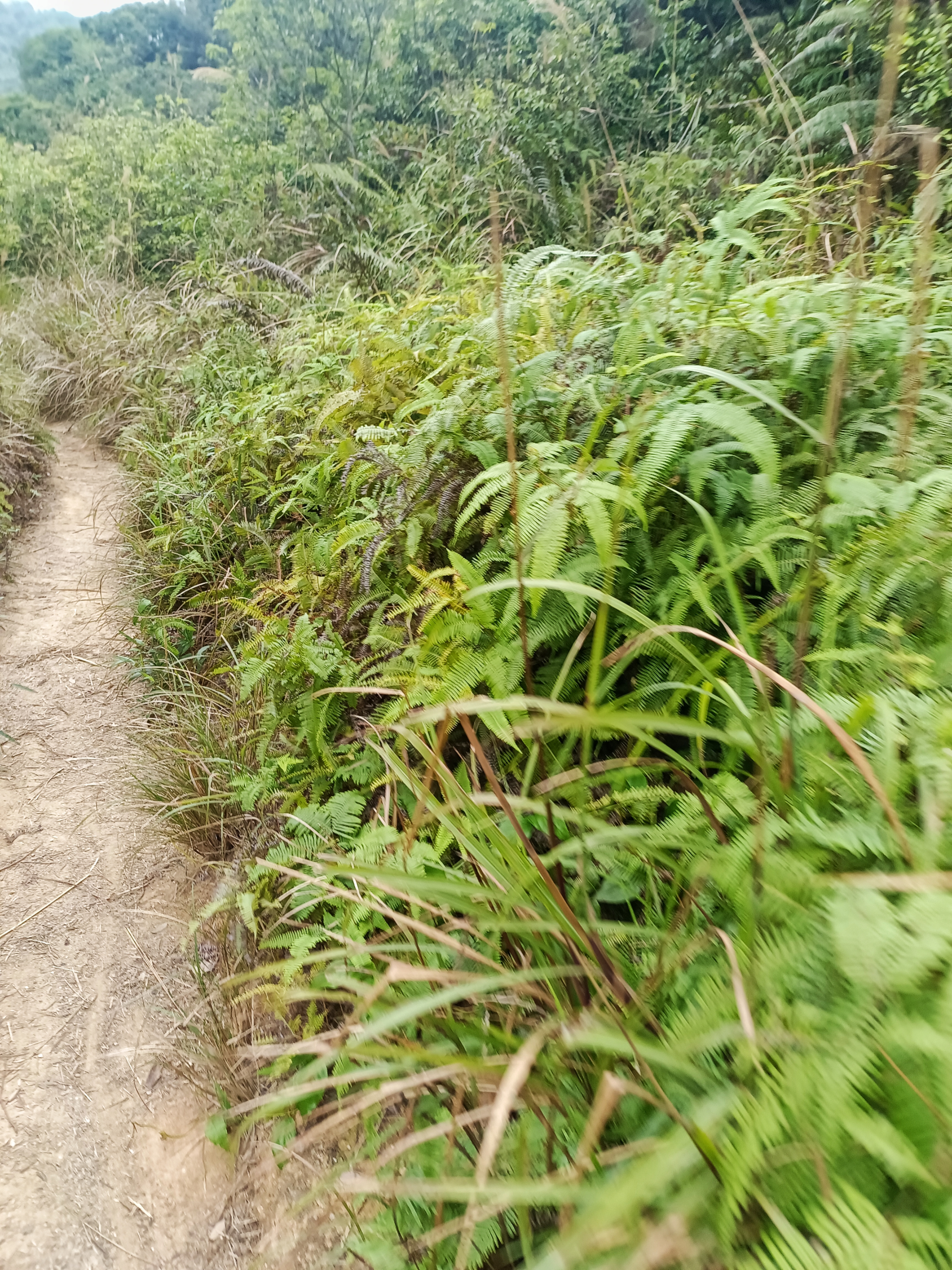 路上遇到的常见于热带和亚热带的孢子植物