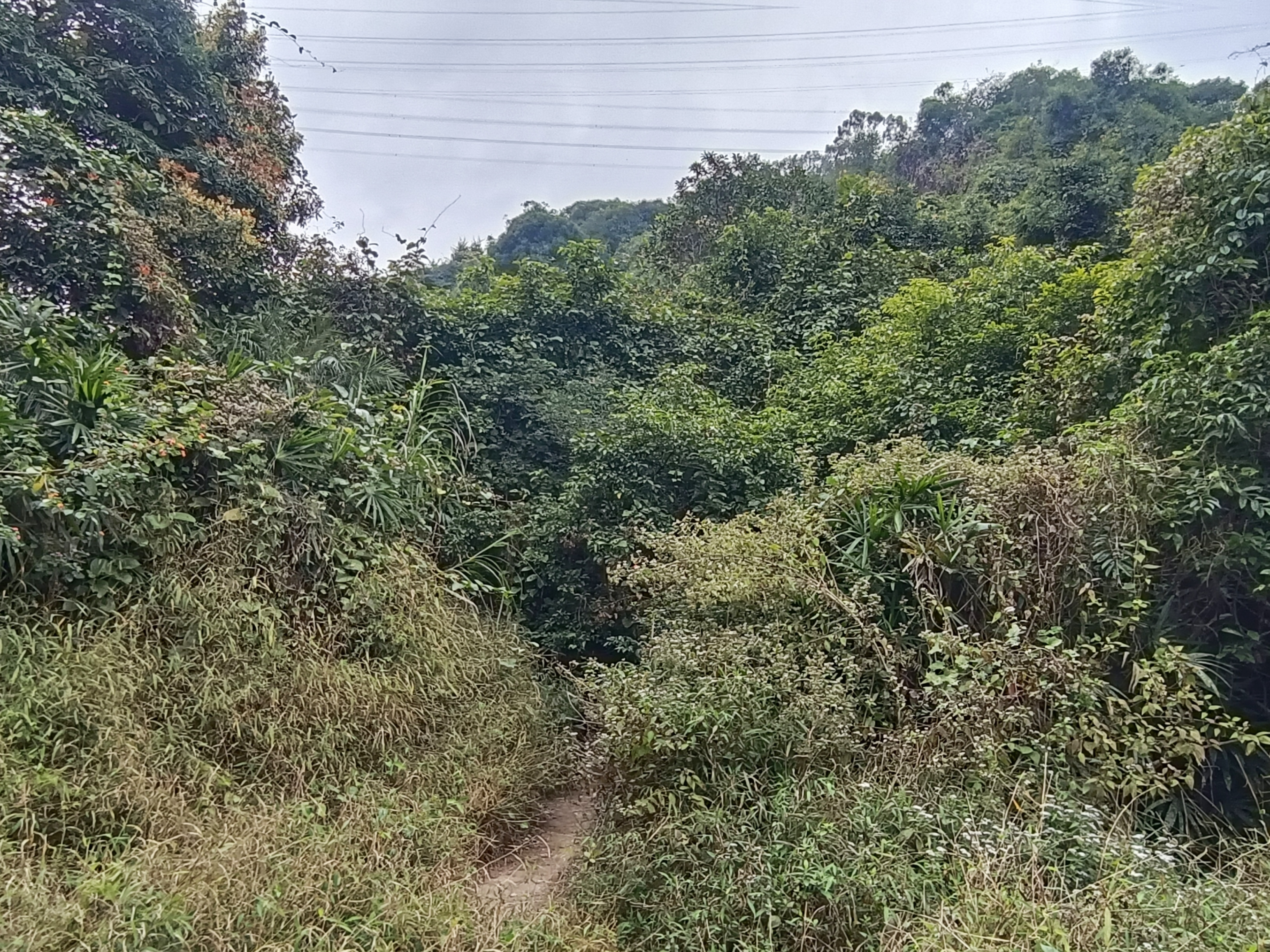 回头以望来时路，山林遍布