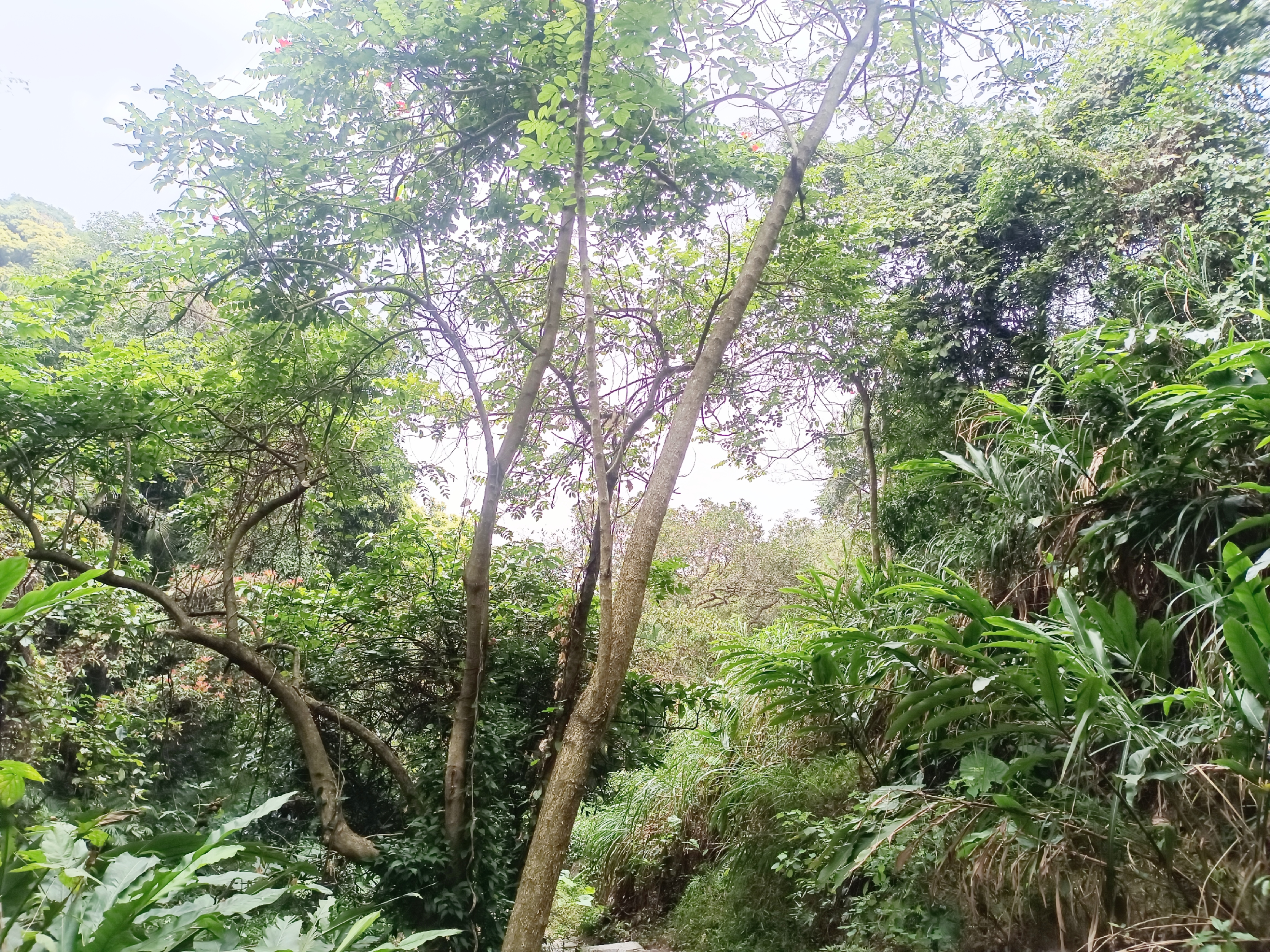 此处风景有种丛林中探险般的感觉