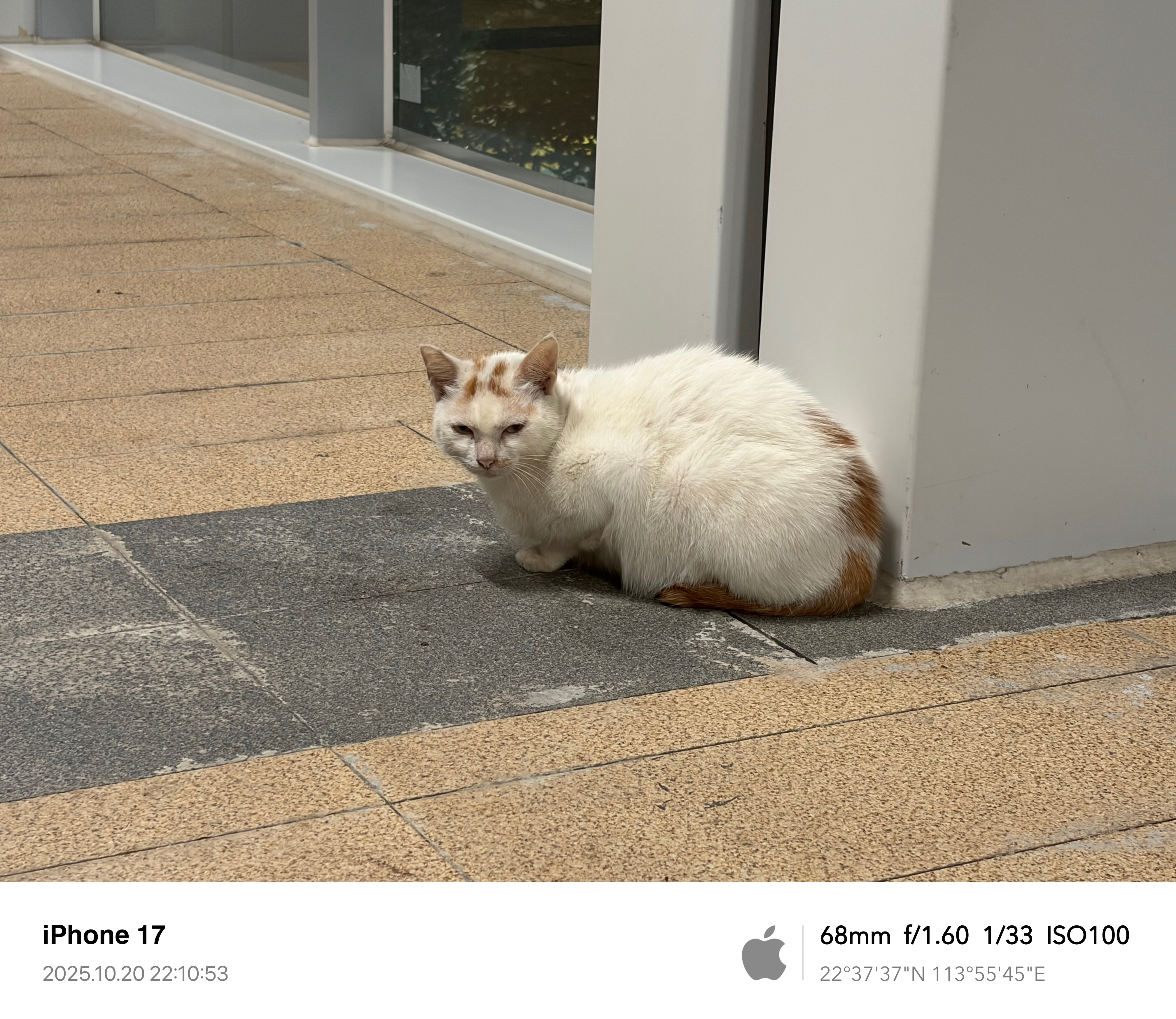 下班后的猫猫，一直蹲在旁边 [忘带吃的了]